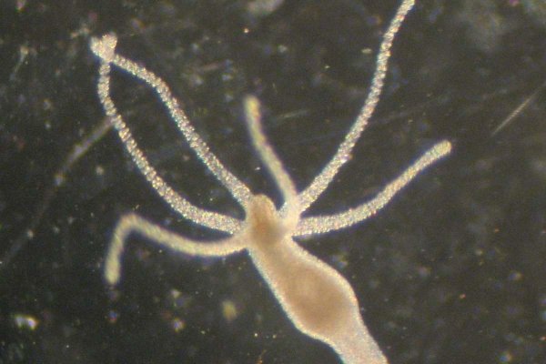 Кракен магазин зеркало